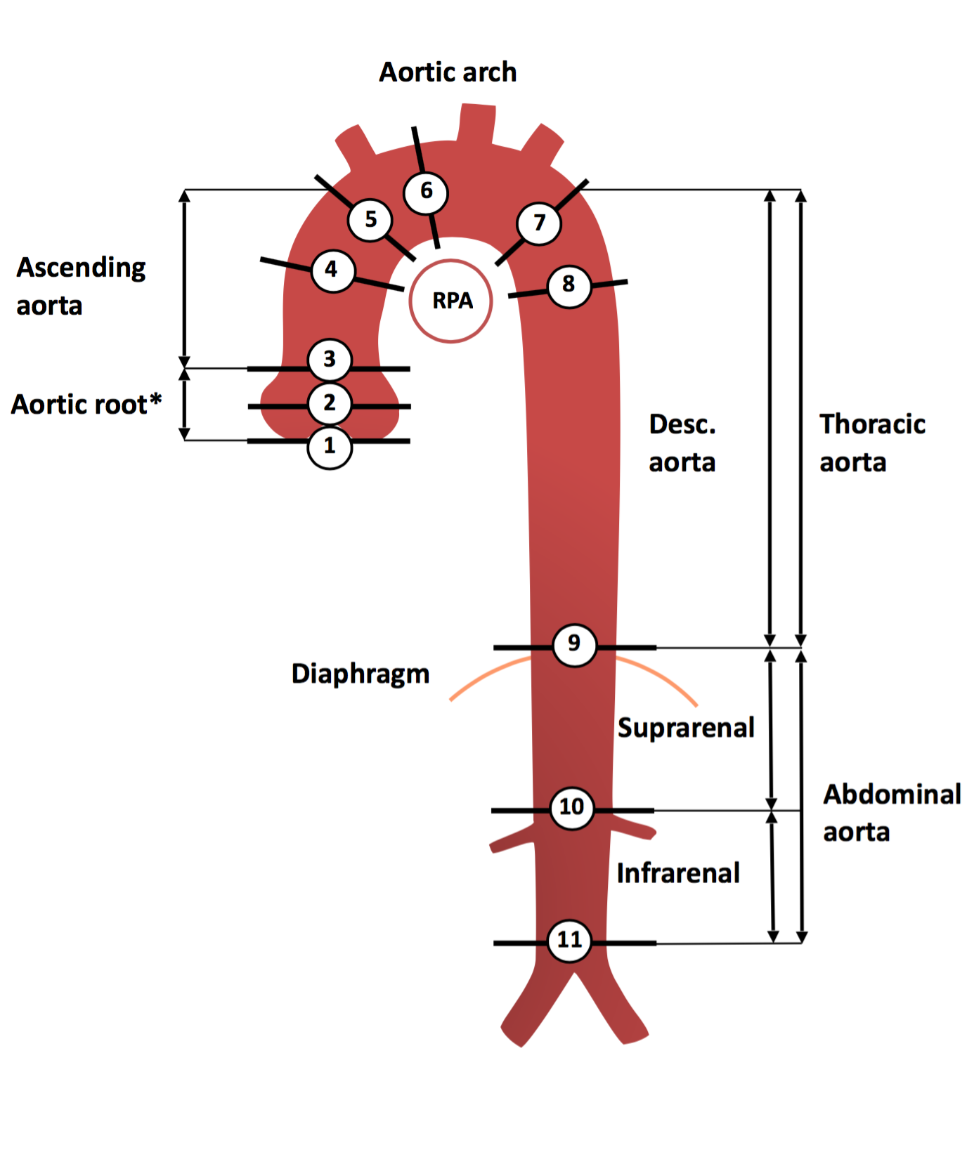 Сегменты границы. Нормальный диаметр восходящего отдела аорты. Восходящий отдел аорты норма кт. Сегменты аорты. Диаметр аорты в норме на кт.
